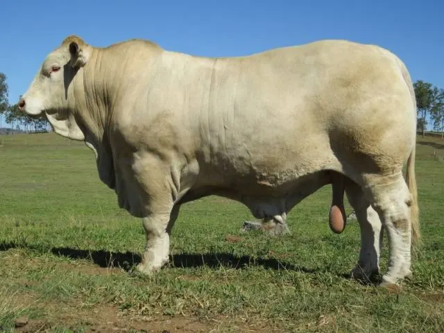 Charolais cow breed: description