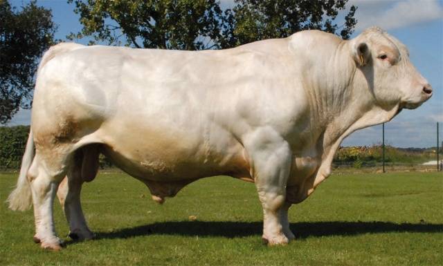 Charolais cow breed: description