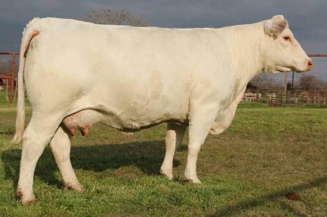 Charolais cow breed: description