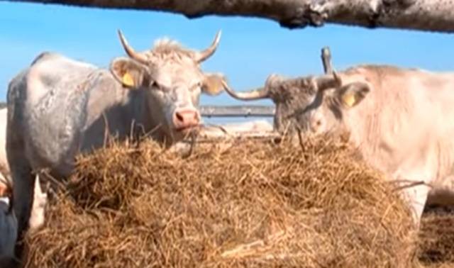 Charolais cow breed: description