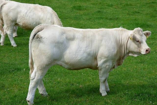 Charolais cow breed: description