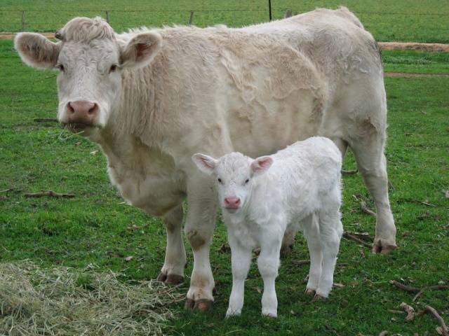 Charolais cow breed: description