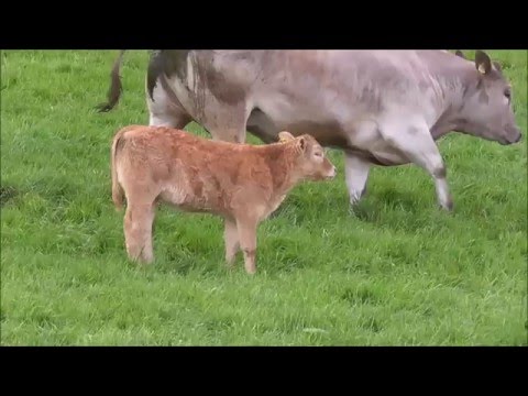 Charolais cow breed: description