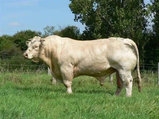 Charolais cow breed: description