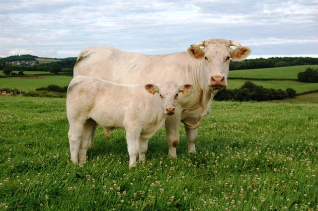 Charolais cow breed: description