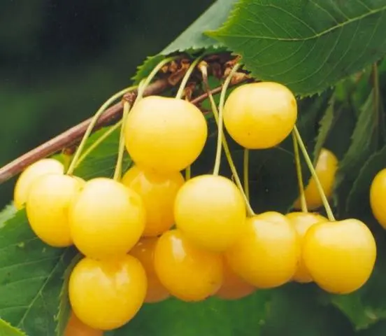 Chermashnaya cherry