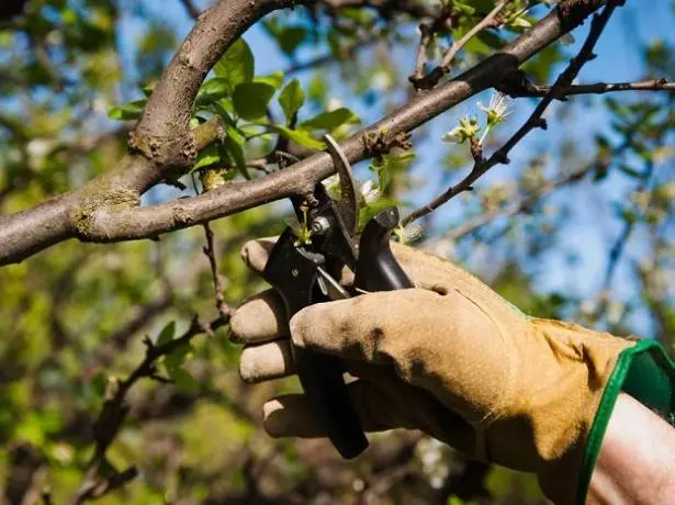 Chermashnaya cherry