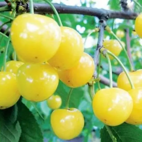 Chermashnaya cherry