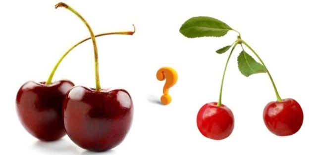 Cherries and sweet cherries: differences, what is better to plant, photo