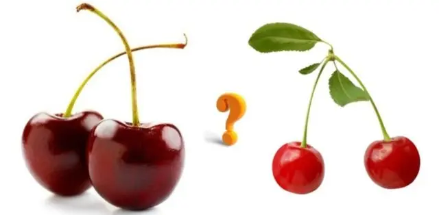 Cherries and sweet cherries: differences, what is better to plant, photo
