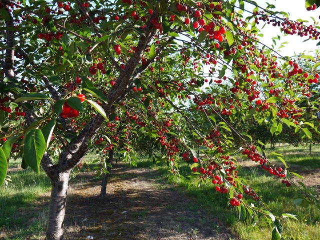 Cherries and sweet cherries: differences, what is better to plant, photo