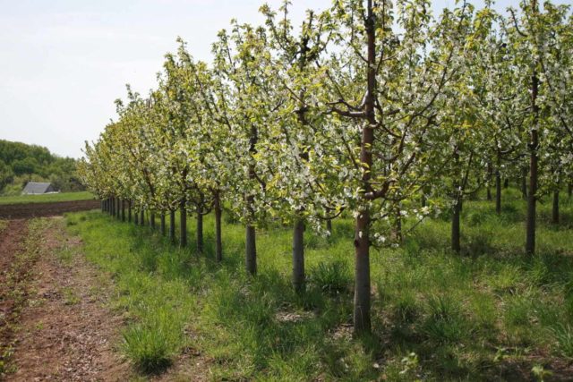 Cherries and sweet cherries: differences, what is better to plant, photo