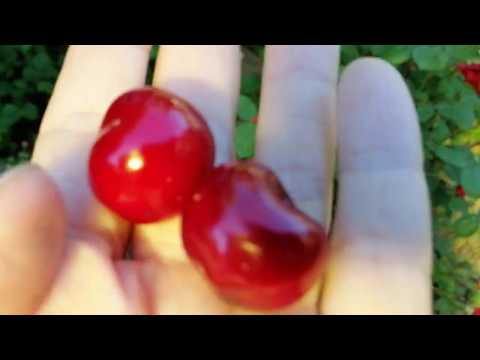 Cherries and sweet cherries: differences, what is better to plant, photo