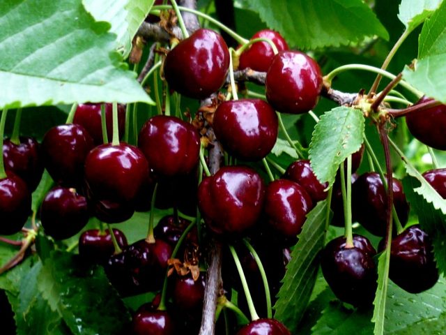 Cherry Annushka