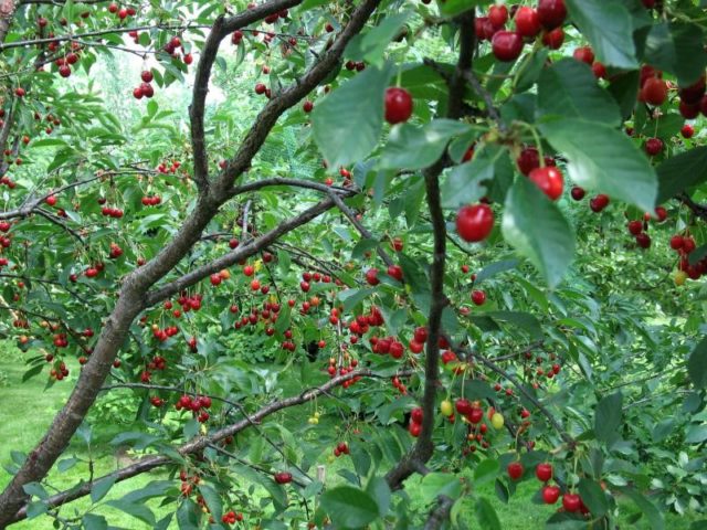 Cherry Apukhtinskaya: description of the variety, photos, reviews of gardeners