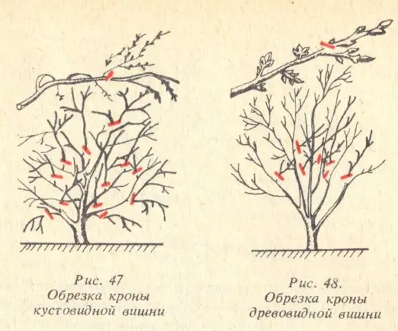 Cherry Apukhtinskaya: description of the variety, photos, reviews of gardeners