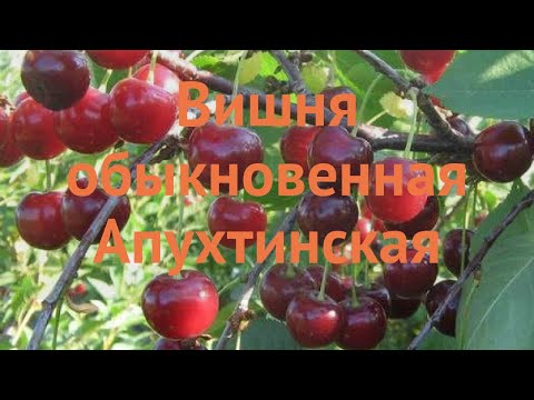 Cherry Apukhtinskaya: description of the variety, photos, reviews of gardeners