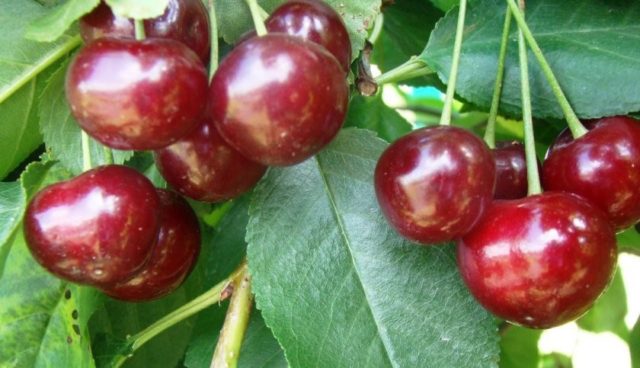 Cherry Apukhtinskaya: description of the variety, photos, reviews of gardeners