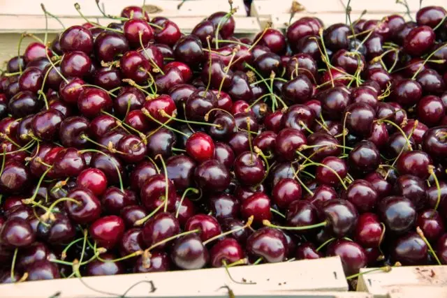 Cherry Apukhtinskaya: description of the variety, photos, reviews of gardeners