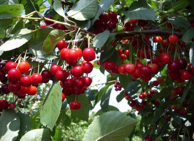 Cherry Assol: variety description, photos, reviews, pollinators