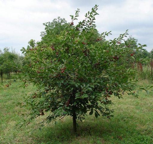 Cherry Assol: variety description, photos, reviews, pollinators