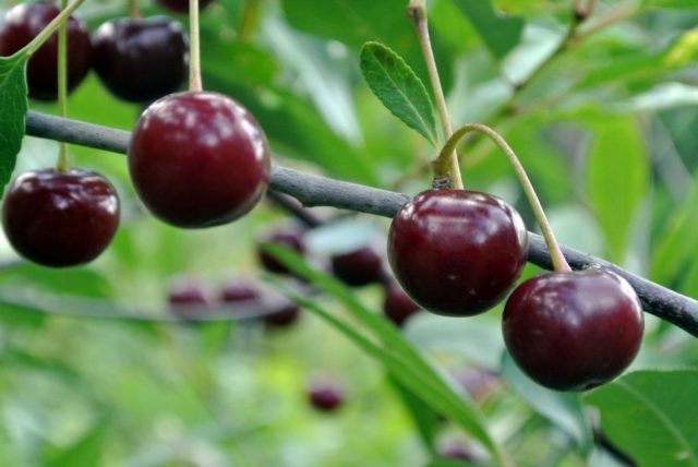 Cherry Assol: variety description, photos, reviews, pollinators