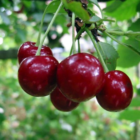 Cherry Bogatyrka: variety description, photos, reviews, pollinators