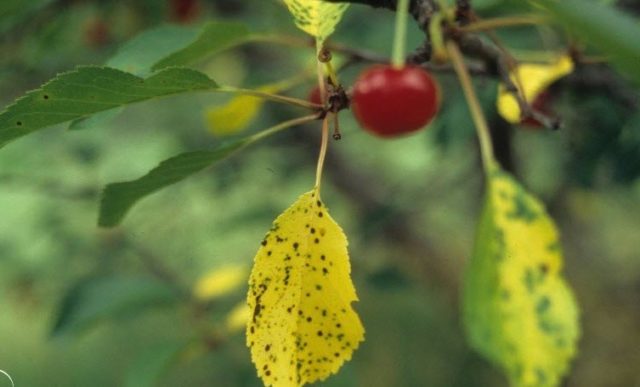 Cherry Bogatyrka: variety description, photos, reviews, pollinators