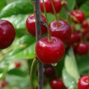 Cherry Bolotovskaya