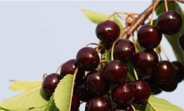 Cherry Brunette: variety description, photos, reviews, pollinators