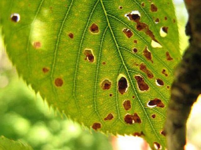 Cherry Brunette: variety description, photos, reviews, pollinators