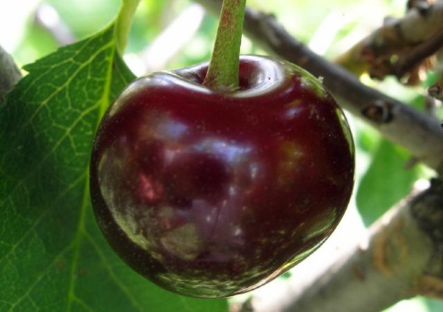 Cherry Brunette: variety description, photos, reviews, pollinators