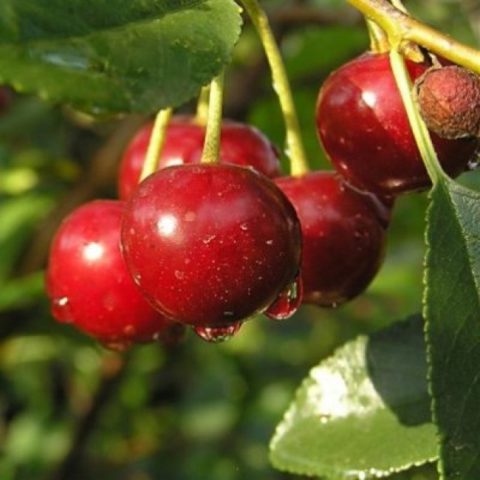 Cherry Brunette: variety description, photos, reviews, pollinators