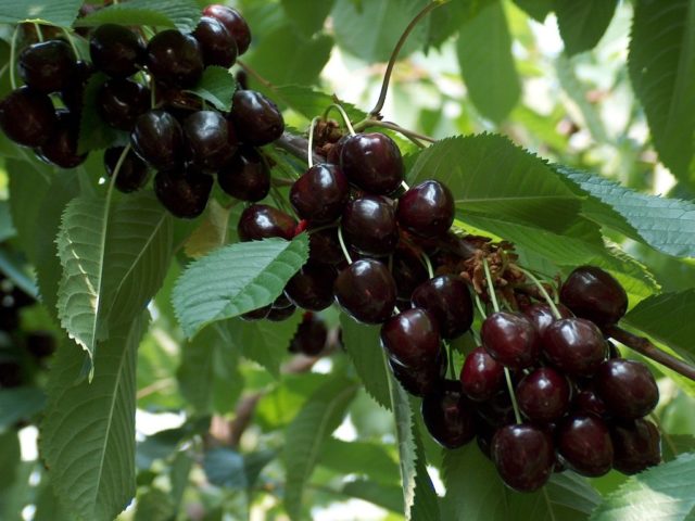 Cherry Brunette: variety description, photos, reviews, pollinators