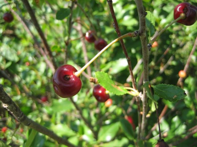 Cherry Brunette: variety description, photos, reviews, pollinators