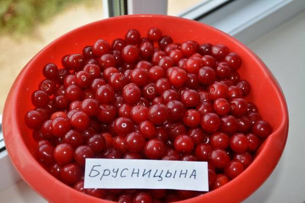 Cherry Brusnitsyna