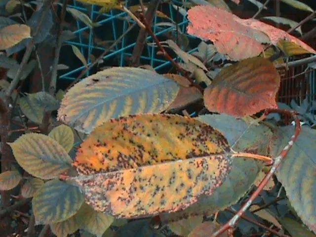 Cherry Brusnitsyna