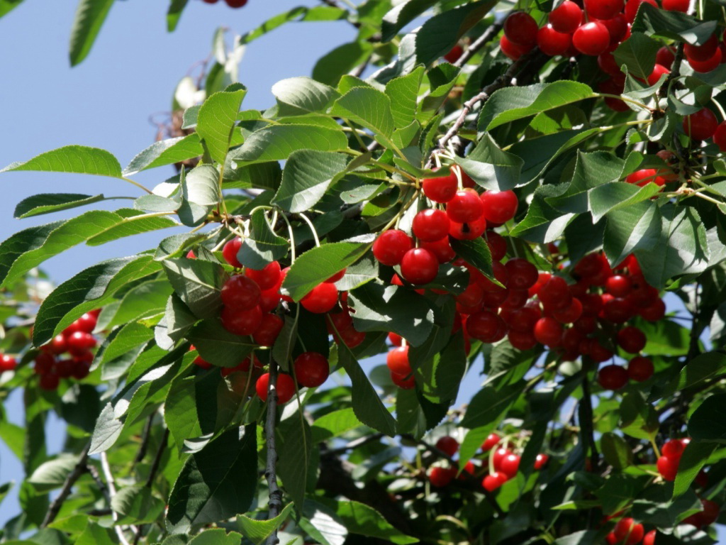 Cherry Brusnitsyna: description and features of care for the variety