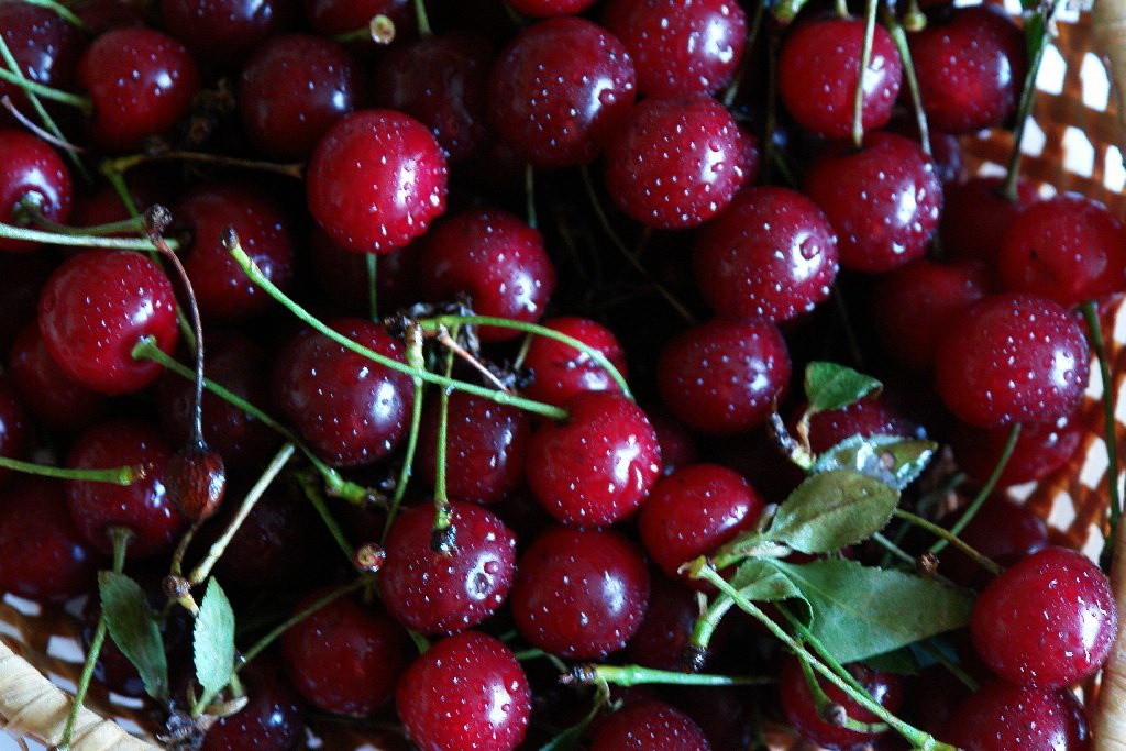 Cherry Brusnitsyna: description and features of care for the variety