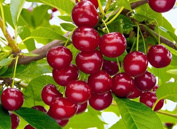 Cherry Brusnitsyna: description and features of care for the variety