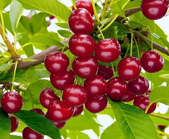 Cherry Brusnitsyna: description and features of care for the variety