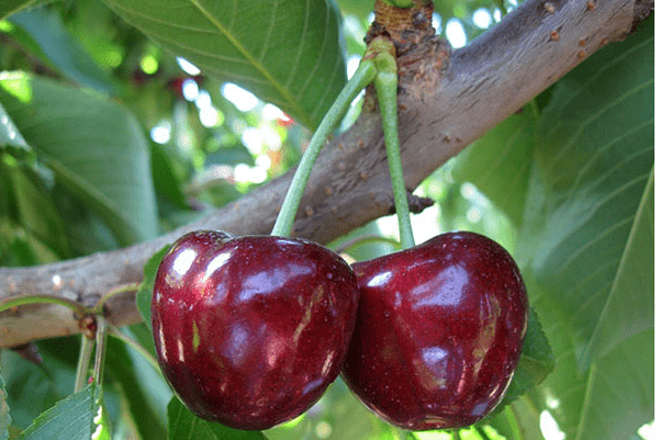 Cherry Bull&#8217;s Heart