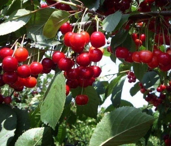 Cherry Bystrinka: variety description, photo, reviews of gardeners, pollinators