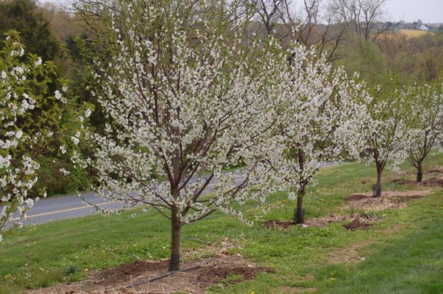 Cherry Bystrinka: variety description, photo, reviews of gardeners, pollinators