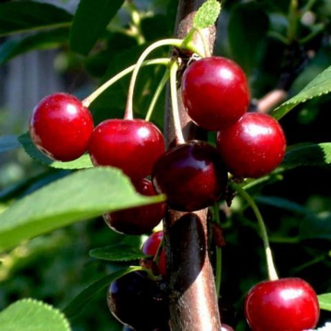 Cherry Bystrinka: variety description, photo, reviews of gardeners, pollinators