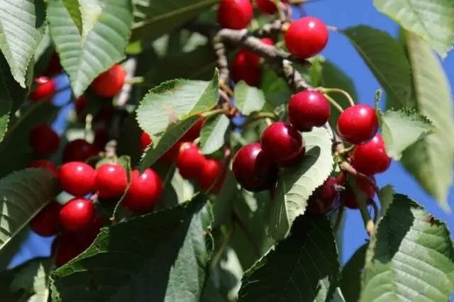 Cherry Bystrinka: variety description, photo, reviews of gardeners, pollinators