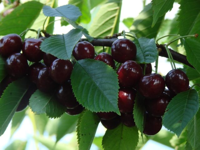 Cherry Bystrinka: variety description, photo, reviews of gardeners, pollinators