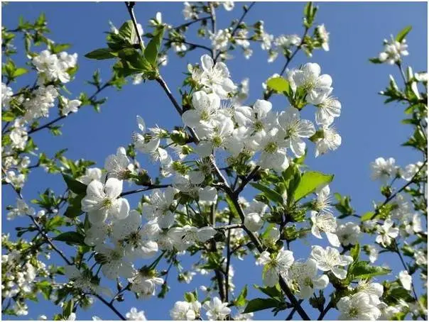 Cherry Chernokorka