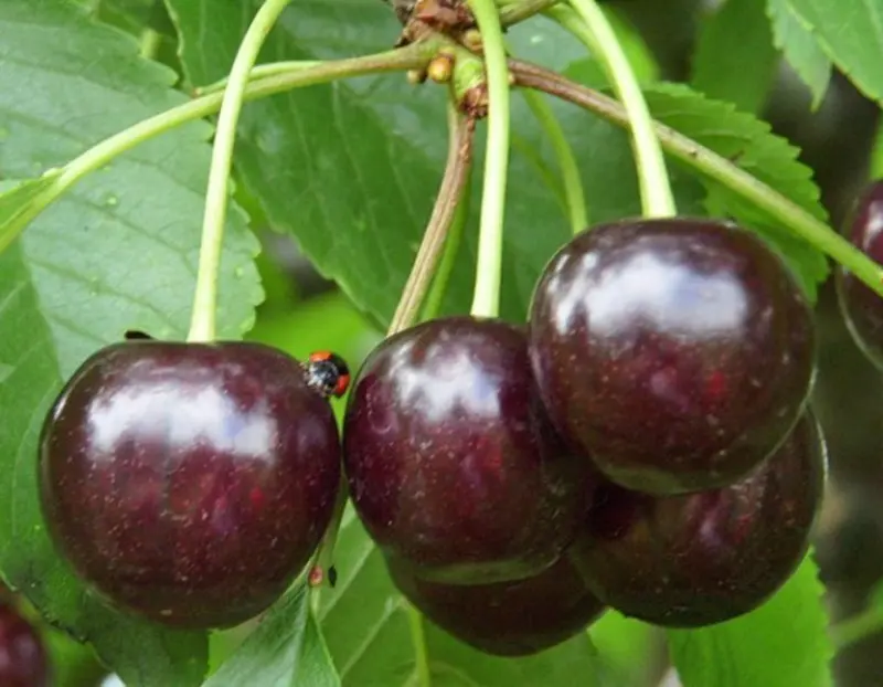 Cherry Chernokorka