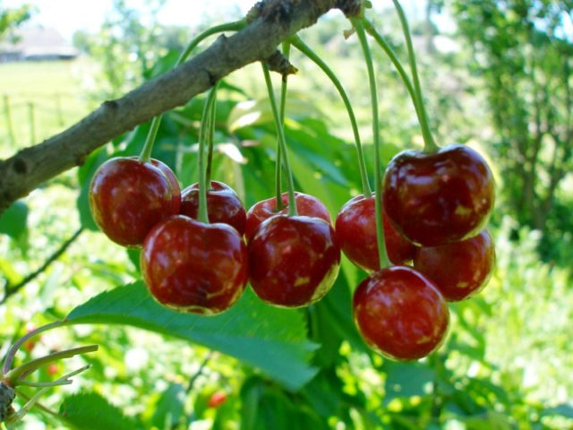 Cherry coccomycosis: control and prevention measures, treatment, spraying